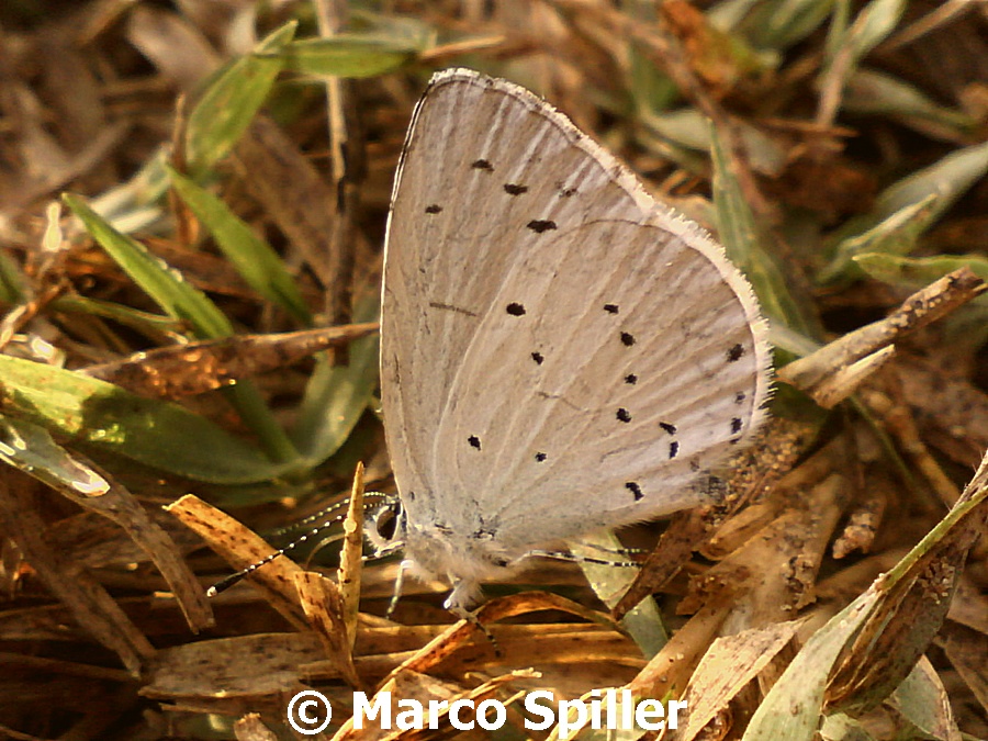 Celastrina argiolus sul mio dito